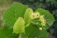 directory_images/Pflanzen im Spreewald/7 Laubbaeume und Straeucher/Lindengewaechse/Linde-Sommer-2_Tilia-platyphyllos.jpg